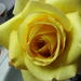 Sárga rózsa.
