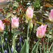 tulipánok 001