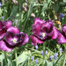 tulipánok 004
