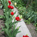 tulipánok 012