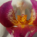 Orchidea közepe