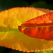 Két szín az őszi palettáról