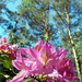 Jeli arborétum rododendron virágzáskor