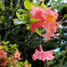 Rózsaszín rododendron