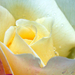 Hamvas rózsa