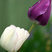 Fehér és lila tulipán