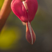 Szívvirág