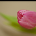2013 02 24 tulipán