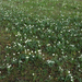 018 Hóvirágok az iskolakertben