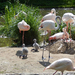 039 Basel Zoo