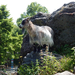 075 Bern Tierpark