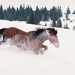 Csinód con neve e cavallo