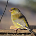 Carduelis chloris