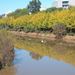 A Guidana folyó és az ősz