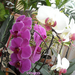 orchidea lila fehér04.13 007