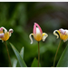 Kecses - kacsos tulipánok