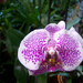 orchideaim 37