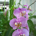 orchideaim 39