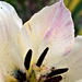 Szivárvány színű tulipán