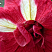 piros-virág széles képernyővédő