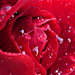Cseppes rózsa makró