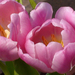 Rózsaszín tulipánok