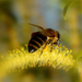 Méhecske a fűzfavirágon