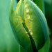 Gyöngyös tulipánbimbó