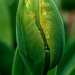 Csöppes tulipánbimbó