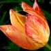 Cirmos tulipán