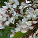 Fehér Akácvirágok - makrófotó