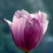 Pink tulipán