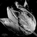 Fekete fehér cirmos tulipán 2.