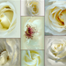 Fehér Rózsák - fotókollázs