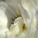 Cseppes fehér rózsa
