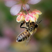 Méh a borbolyabokor virágain
