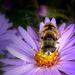 Méh "napszemcsiben"
