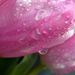 Cseppes tulipán - Háttérkép