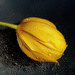 Cseppes tulipán - Háttérkép 2.