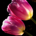 Lila tulipán páros