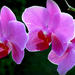 Orchidea álom