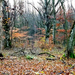 Őszi erdő11