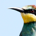 Gyurgyalag (Merops apiaster) European Bee-eater