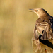 Seregély (Sturnus vulgaris) Common Starling