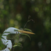 Nagy kócsag (Egretta alba)