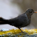 Common Blackbird (Turdus merula) Fekete rigó 13171300834[H]