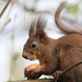 Eurasian red squirrel (Sciurus vulgaris) Európai mókus 136043885