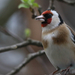 European Goldfinch (Carduelis carduelis) Tengelic 13411033804[H]