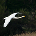 Whooper Swan (Cygnus cygnus) Énekes hattyú 13604552615[H]