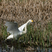 Whooper Swan (Cygnus cygnus) Énekes hattyú 13605404033[H]